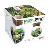 Create Your Serene Moss Sanctuary with The Unique Gardener Moss Bowl Terrarium Kit with LED Light - Complete Terrarium Supplies, Indoor Plants for Stress Relief & Air Purification!