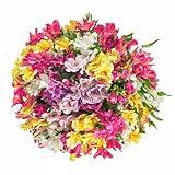 10 stem Alstroemeria/Peruvian Lilies Assorted Bqt - KaBloom Prime Next Day - Gift for Birthday, Sympathy, Anniversary, Get Well, Thank You, Valentine, Mother’s Day Fresh Flowers