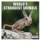 RED EMBER World's Strangest Animals 2025 Wall Calendar 12 Month | 12" x 24" Open | Thick & Sturdy Paper | Giftable | Calendar 2025