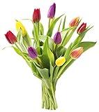 KaBloom PRIME NEXT DAY DELIVERY - Fall Collection - Assorted Bouquet of 10 Tulips Without Vase.Gift for Birthday, Anniversary, Get Well, Thank You, Valentine, Mother’s Day Fresh Flowers