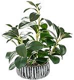 AlphaAcc Artificial Plants Decor Greenery Fake Succulents Indoor Potted Fake Plant with Rustic Black Clay Planter for Farmhouse Room Bathroom Bedroom Kitchen Office Table Desk Decor