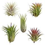 CTS AIR PLANTS Tillandsia Ionantha 5 Pack-Low-Maintenance House Plants for Indoor Decoration by CTS Air Plants