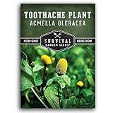 Toothache Plant Seeds for Planting - 1 Packet with Instructions to Plant and Grow Electric Daisy in Your Home Herb Garden - Non-GMO Heirloom Variety - Survival Garden Seeds