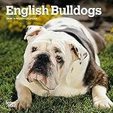 English Bulldogs | 2024 7 x 14 Inch Monthly Mini Wall Calendar | BrownTrout | Animals Dog Breeds