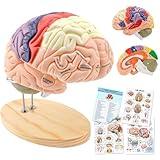 TYRRDE Human Brain Model for Neuroscience Teaching with Labels 2 Times Life Size Anatomy Model and 11 Colors to Identify Brain Functions, Human Brain Model for Psychology Science Research Medical Learning or Classroom Study Display (FRESH)
