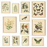 97 Decor Vintage Botanical Wall Art - Vintage Botanical Prints Plant Posters For Room Aesthetic, Nature Wall Decor Butterfly Paintings Bird Art, Floral Pictures Wall Decor For Bedroom (8x10 Unframed)