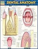 Dental Anatomy QuickStudy Laminated Study Guide (QuickStudy Academic)