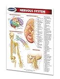 Nervous System Guide - 8.5" x 11" Laminated Medical Quick Reference Guide by Permacharts