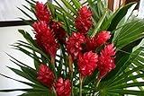 Hawaiian RED (Awapuhi`Ula`Ula) Ginger Plant Root---Comes from a PEST-FREE certified Hawaiian nursery and with the proper U.S. Department of Agriculture stamp