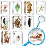 Rotatingpals 9 Pcs Marine Ocean Life Specimen Set Term Begins for Gifts Sea Animal Insect in Resin Collection Paperweights with Magnifier Animal Specimen