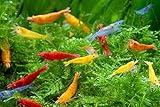 ShrimpRack™ 10 Neocaridina Freshwater Aquarium Shrimps 1/4 to 1/2 inch Long. Pick Your Colors (Random Mix Colors)