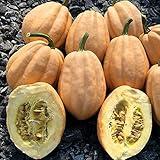 Park Seed Baked Potato Winter Squash Seeds – Nutty-Flavored Acorn Variety, Compact Bush Plant, Rich Tan Color, Heirloom-Quality Squash for Fall Cooking & Roasting, Pack of 20, 105 Days to Maturity
