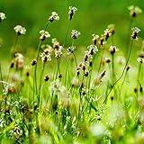 Outsidepride English Plantain Seeds for Planting - 10,000 Pcs Perennial, Easy-to-Grow Herb Seeds for Culinary, Farm & Household Uses, Low-Growing Foliage for Tropical & Subtropical Climates
