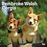 Pembroke Welsh Corgis | 2025 12 x 24 Inch Monthly Square Wall Calendar | Plastic-Free | BrownTrout | Animals Dog Breeds