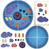 Leitee 18 Pcs Magnetic Animal Cell Model Kits Giant Teaching Resources Early Biology Cell Anatomy Model Life Science Teaching Aid for Whiteboard Learning Tools Educational Classroom Activities