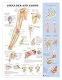 Shoulder and Elbow Anatomical Chart