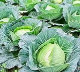 A Month of Cabbage Creations (A MONTH OF FABULOUS FOOD)
