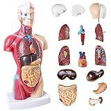 NEW HORIZON Human Anatomy Torso Model 10.5 Inch Anatomical Assembly Model of Human Organs 15 PCS Removable Organs School Medical Education Display with Detailed Installation Manual