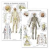 Palace Learning 2 Pack - Spinal Nerves & Nervous System Anatomy Posters - Set of 2 Anatomical Charts - Spine/Nervous - Laminated 18" x 24"