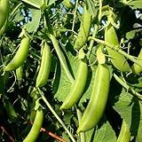 200+ Seeds Sugar Snap Pea Seeds for Planting Sweet Snap Peas in Your Home Vegetable Garden - Non-GMO Heirloom Seeds