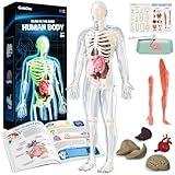 GobiDex Human Body Skeleton Model Kits, 40 Piece Anatomy Figure,Glow in The Dark Bones Interactive Science Kit, STEM Educational Toys for Boys and Girls, Halloween Physiology Gifts for Kids Ages 8+