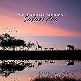 South African Travel