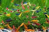 SF Aquatic™ 20 Mixed Color Neocaridina Rainbow Live Freshwater Aquarium Shrimps for Aquarium. Adults Beeding Age. Live Arrival Guarantee.