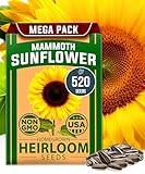 HOME GROWN Sunflower Seeds to Plant | 520+ Giant Mammoth Sunflower 𝗨𝗦𝗔 Seeds for Planting Bulk Packet | Heirloom, High Germination, Easy to Grow Jumbo Sun Flower for Home Garden(Helianthus annuus)