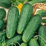 Cucumber :Homemade (RFS) Pickles Pickling Cucumber ct 50+ ct