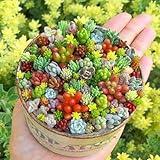 200pcs Rare Beautiful Mixed Mini Succulents Seeds for Planting, DIY Bonsai Ornamental Plant