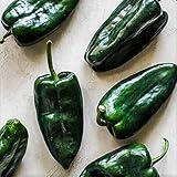 Poblano Pepper Seeds - 25 Count Seeds - Mild Heat, Rich Flavor - Perfect for Chiles Rellenos. Pablano Peppers Will Produce Mildly hot Peppers - Country Creek LLC