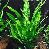 Java Fern Bare Root | Microsorum Pteropus - Low Light Freshwater Aquarium Plant