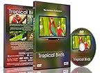 Relaxation DVD - Tropical Birds with Music or Nature Sound Calming Scenes of Pure Nature for Dogs and Cats and Happy People