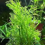 Heirloom Garden Water Sprite Ceratopteris Siliquosa Live Plant - Live Aquarium Plants Accessories, House Plants Indoors, Terrarium Kit, Perfect for Water Fish Tank Decorations, Green