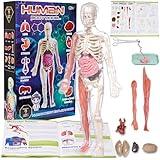 Gaelen Human Body Model for Kids: Glow in The Dark Bones Interactive Science Kit-32 Piece Anatomy Toy kit for STEM Education