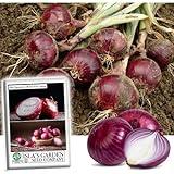 Red Shortday Burgundy Onion Seeds – 300+ Heirloom Non-GMO Seeds by Isla’s Garden Seeds, Sweet & Mild Flavor, Ideal for Southern Climates, Easy to Grow, High-Yield Variety, Great Cooking/Gardening Gift