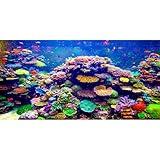 AWERT Undersea Theme Aquarium Background 24x12 inches Vinyl Colorful Coral Tropical Fish Underwater World Fish Tank Background