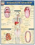 Digestive System (Quick Study Academic)