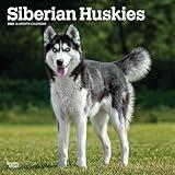 Siberian Huskies | 2025 12 x 24 Inch Monthly Square Wall Calendar | Plastic-Free | BrownTrout | Animal Dog Breeds