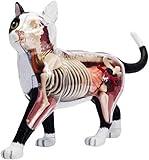 HotcoS 4D Vision Cat Anatomy Model, 28 Detachable Organs and Body Parts, Animal Veterinary Training for Animal Teaching Demonstration Cat Model Anatomy Tool.