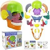 2025 New Anatomy Skull Model 15 Parts Human Anatomy Exploded Skull Detachable Palm-Sized Mini Human Color Medical Skull Model,Medical Dental Clinic Teaching Equipment,Learning with Color Study Manual