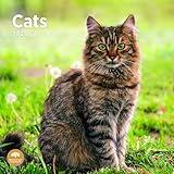 2025 Cats Monthly Wall Calendar by Bright Day, 12 x 12 Inch Cute Cat Breed Gift