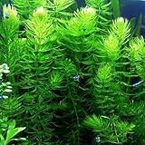 Marcus Fish Tanks Hornwort Ceratophyllum Live Aquarium Plant Planted Tank Beginner - Buy 2 Get 1