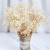 2000+ Dried Babys Breath Flowers Bulk - 17" Ivory White Dried Flower Bouquet, Real Natural Gypsophila Branches for Vase Filler, Wedding, Table Centerpiece, Home Decor, DIY Wreath Floral, Crafts