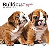 Bulldog Puppies | 2024 7 x 14 Inch Monthly Mini Wall Calendar | BrownTrout | Animals Dog Breeds Puppy