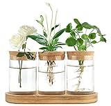 Dahey Plant Propagation Terrarium Desktop Glass Planter Station Water Planting Glass Vase with Lid and Wooden Stand for Propagating Hydroponic Plants Centerpiece Office Home Garden Decor, 3 Pcs