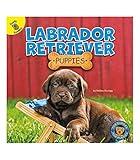 Rourke Educational Media Top Puppies: Labrador Retriever Puppies―Children's Book About Labs, Preschool-Grade 2 (16 pgs) Reader