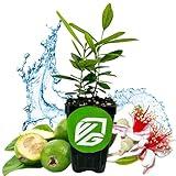 Pineapple Guava (Feijoa) Live Plant - ACCA sellowiana by Wellspring Gardens - Tropical Pineapple Guava Fresh Fruit Bearing Trees - Organic Starter Live Plants for Gardening and Planting Outdoor