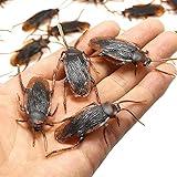 GUDVES Prank Fake Roaches Model Simulation Rubber Cockroach Roach Bug Toy Funny Trick Joke Toys Plastic Bugs (10PCS)