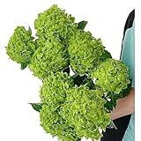 5 Green Hydrangeas Fresh Cut Flowers Gifts for Birthday Anniversary Friendship and Love Flower Arrangement